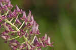 Osceola's plume <BR>Death camas <BR>Crow poison